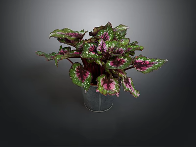 Green And Purple Variegated Leaf Plant In Metal Pot Against Dark Background 3d model