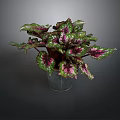 Green And Purple Variegated Leaf Plant In Metal Pot Against Dark Background