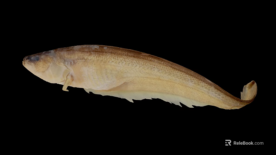 Elongated Light Brown Aquatic Animal Fish with Slender Body and Smooth Skin on Black Background 3d model 