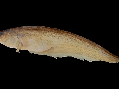 Elongated Light Brown Aquatic Animal Fish with Slender Body and Smooth Skin on Black Background 3d model