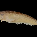 Elongated Light Brown Aquatic Animal Fish with Slender Body and Smooth Skin on Black Background