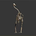 Detailed Golden Ostrich Skeleton Showing Skeletal Organs And Anatomical Features On Gray Background