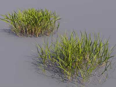 Green Grass With Long Slender Leaves And Light Brown Stems Growing On Gray Surface 3d model