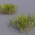 Green Grass With Long Slender Leaves And Light Brown Stems Growing On Gray Surface