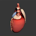 Realistic Human Heart Organ 3D Model With Detailed Blood Vessels And Anatomical Structure