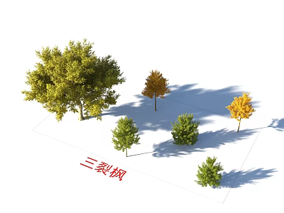Trident Maple Trees with Various Sizes and Green Yellow Leaves for Landscaping 3d model