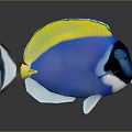Vibrant Blue Tropical Fish With Yellow Dorsal Fin White Underbelly Black Head And Red Eyes