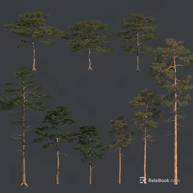 Various Types Of Tall Trees With Green Foliage And Straight Trunks In Collection 3d model 