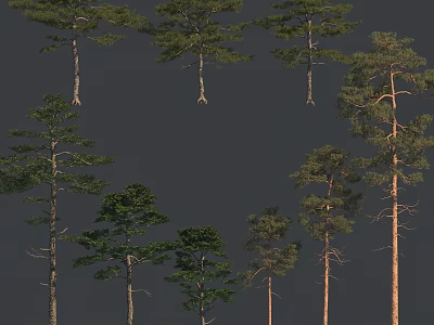 Various Types Of Tall Trees With Green Foliage And Straight Trunks In Collection 3d model