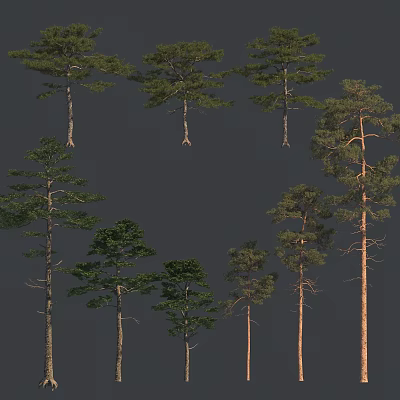 Various Types Of Tall Trees With Green Foliage And Straight Trunks In Collection 3d model