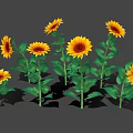 Blooming Sunflowers Standing Tall With Bright Yellow Petals And Green Leaves