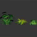 Green Plants With Various Leaf Shapes Arranged On Gray Background