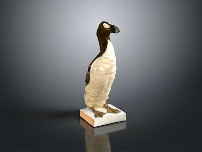 Detailed Flying Animal Specimen With Black And White Feathers On Square Base 3d model