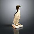 Detailed Flying Animal Specimen With Black And White Feathers On Square Base