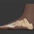 3D Foot Anatomy Model With Transparent Skin Showing Internal Bone Structure 3d model