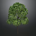 Green Tree with Brown Trunk and Dense Green Leaves Against Gray Background