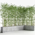 Tall Lush Bamboo Plants Growing In Modern Concrete Planter As Decorative Screen