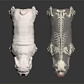 Veterinary Medical Equipment Animal Skeleton Model with Realistic Dog Tongue Pose on Black Reflective Surface