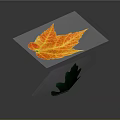 Vibrant Autumn Orange Maple Leaf and Fresh Green Oak Leaf Natural Plant Specimens