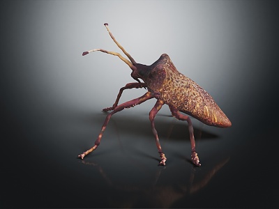 Modern beetle edge chaub beetle 3d model