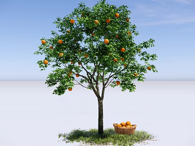 Garden Landscape With Orange Tree Ripe Fruits and Basket On Green Grass Under Blue Sky 3d model