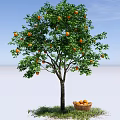 Garden Landscape With Orange Tree Ripe Fruits and Basket On Green Grass Under Blue Sky