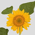Vibrant Sunflower Plant With Bright Yellow Petals And Fresh Green Leaves