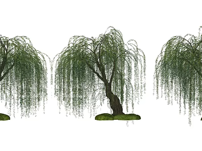 Graceful Willow Trees With Long Hanging Branches And Slender Trunks In Natural Scene 3d model