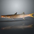 Catfish Carp Sturgeon Bass Freshwater Fish Various Carp Grass Carp Crucian Carp 3d model