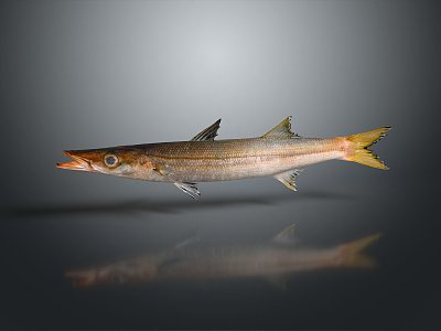 Catfish Carp Sturgeon Bass Freshwater Fish Various Carp Grass Carp Crucian Carp 3d model