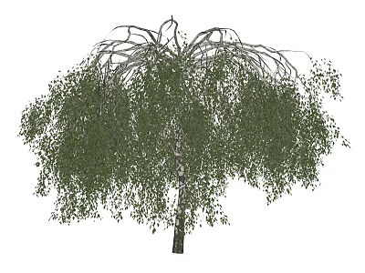 Beautiful Weeping Willow Tree with Long Hanging Branches and Lush Green Foliage 3d model