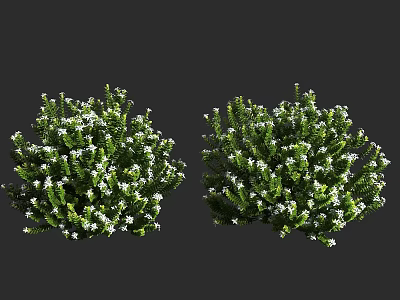 Lush Green Shrubs With Dense Foliage And White Flowers For Garden Landscaping 3d model