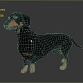 3D Rendered Realistic Black and Tan Dachshund Standing on Shiny Floor with Gray Background