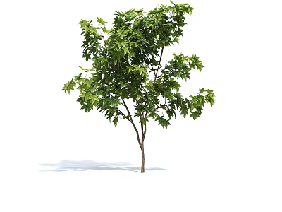 Single Tree With Green Lush Foliage And Brown Trunk Isolated On White 3d model