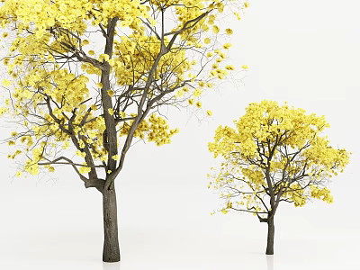 Tall trees with vibrant yellow leaves and sturdy dark trunks against white background 3d model
