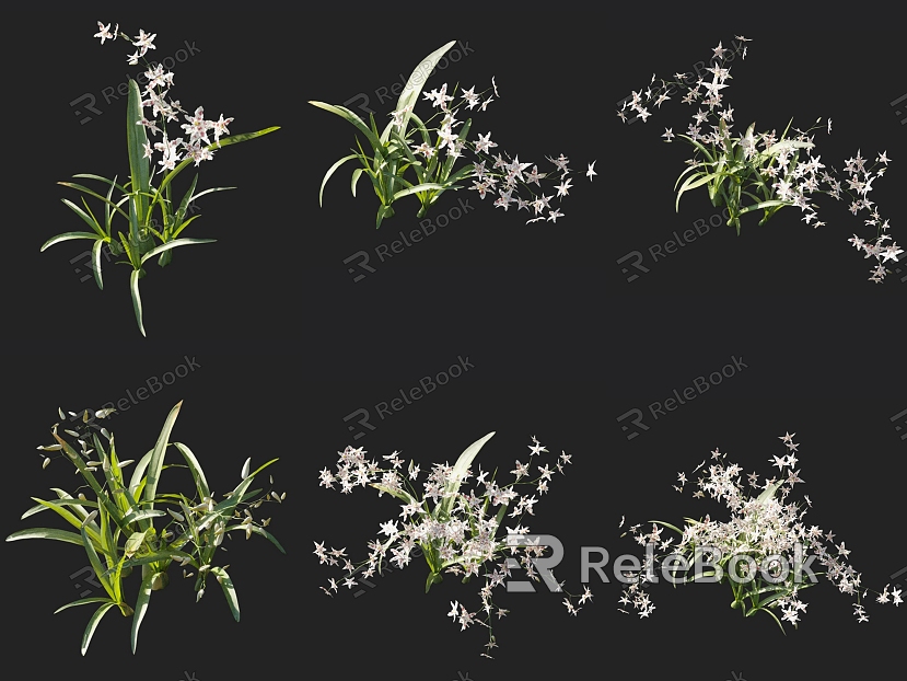 Orchid Tooth Tongue Orchid Orchid Orchid Grass Ornamental Flowers and Grasses Courtyard Flowers and Grasses model