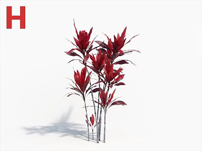Vibrant Red Leaf Ornamental Plants With Tall Stems And Lush Green Foliage 3d model