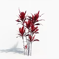 Vibrant Red Leaf Ornamental Plants With Tall Stems And Lush Green Foliage