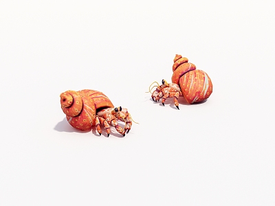 small hermit crab 3d model