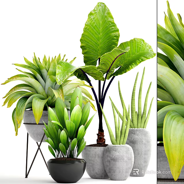 Varied Green Potted Plants With Large And Slender Leaves In Modern Gray Planters 3d model 