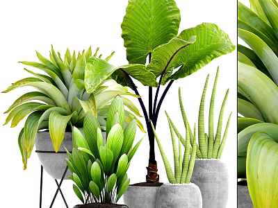 Varied Green Potted Plants With Large And Slender Leaves In Modern Gray Planters 3d model