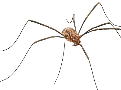 Brown Reptile With Long Legs And Detailed Body Pattern On White Background 3d model