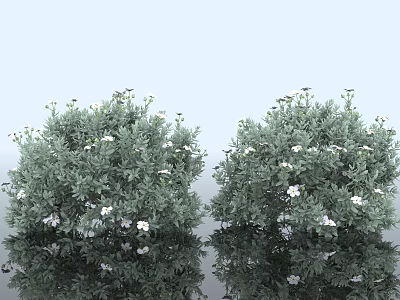 Cistanche deserticola gray leaf shrub bush dwarf tree plant green belt greening rime landscape greening landscaping soft beautiful Chen decorative specimen 3d model