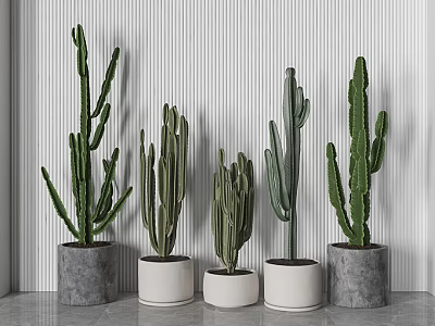 Cactus Potted Plants in Concrete and White Pots Against Vertical Striped Wall on Gray Floor 3d model