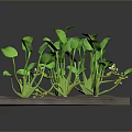 Green Plants With Broad Leaves And Yellow Flowers Growing On Blue Platform