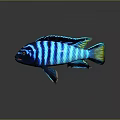 Colorful Tropical Fish With Blue Black Stripes And Yellow Green Tail