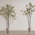 Flowering Branches in Rope Wrapped Vases Against Light Colored Wall and Wooden Floor