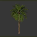 Tall Palm Tree with Green Fronds and Brown Trunk Isolated on Dark Background