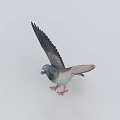 Gray And White Pigeon Standing With Spread Wings On Light Background Showing Plumage Details
