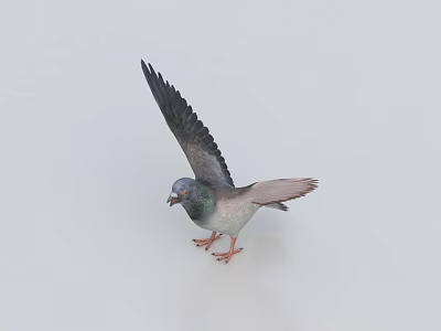 Gray And White Pigeon Standing With Spread Wings On Light Background Showing Plumage Details 3d model